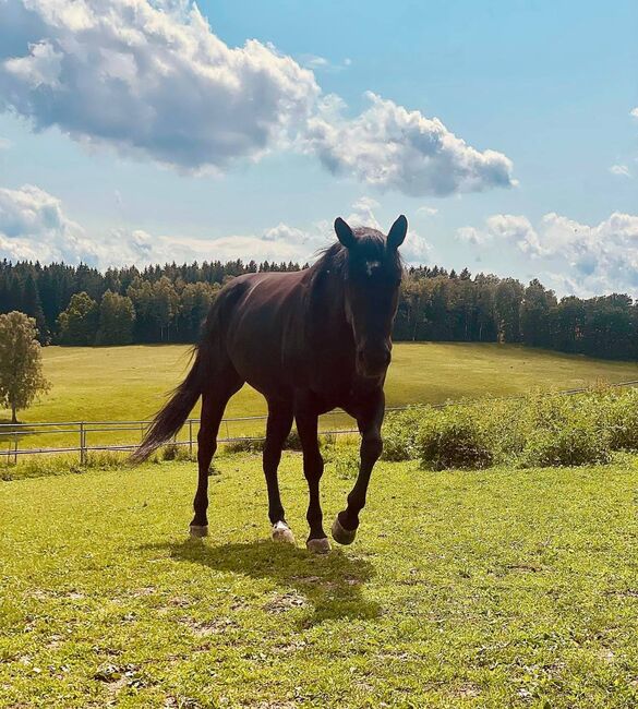 Vielseitiger, talentierter Quarter Horse Wallach mit bester Ranchhorse-Abstammung, Kerstin Rehbehn (Pferdemarketing Ost), Horses For Sale, Nienburg, Image 4