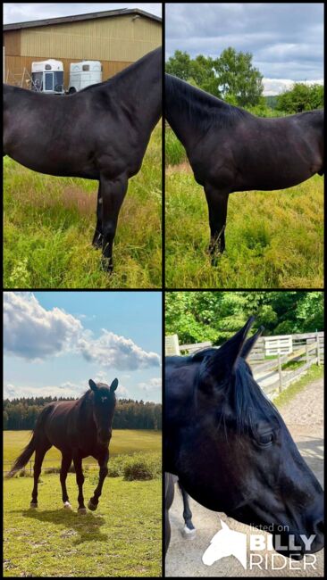 Vielseitiger, talentierter Quarter Horse Wallach mit bester Ranchhorse-Abstammung, Kerstin Rehbehn (Pferdemarketing Ost), Horses For Sale, Nienburg, Image 8