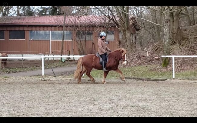 Vielseitige Islandstute mit Gangpotenzial, Ines Hundrieser  (Ausbildungsstall Kopar ), Horses For Sale, Holzgünz 