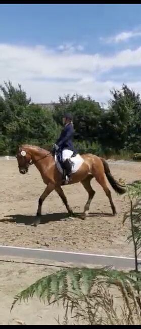 Vielseitiger Lehrmeister für alle Sparten, Annika, Horses For Sale, Dorsten, Image 4