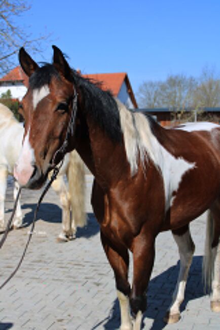 vielseitige Stute, Kronwitter Petra , Horses For Sale, Mainbernheim