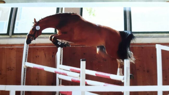 Vielseitig veranlagte Stute zu verkaufen., Volker Schmidt, Horses For Sale, Dassel, Image 2