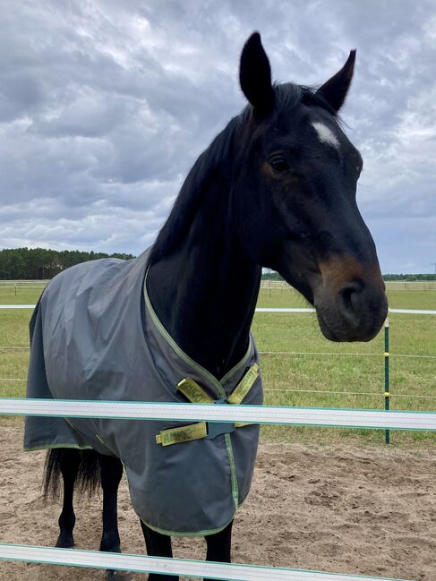 Vielseitiger Wallach sucht erfahrene Hände zur Förderung, Anika, Horses For Sale, Am Mellensee, Image 5