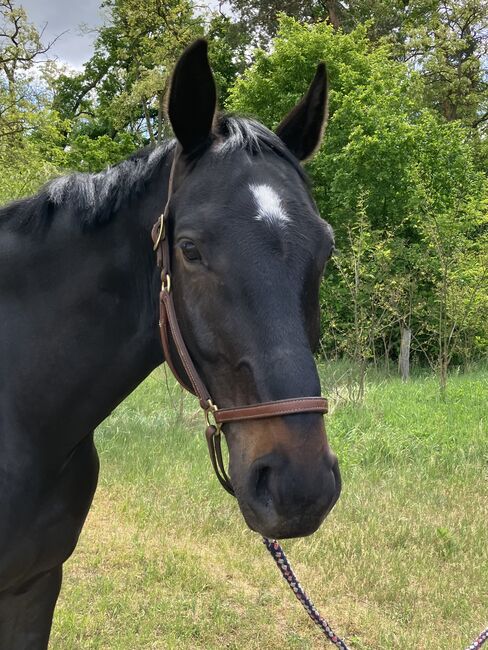 Vielseitiger Wallach sucht erfahrene Hände zur Förderung, Anika, Horses For Sale, Am Mellensee, Image 3