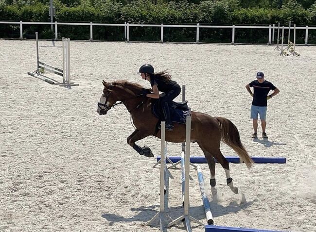 Vielseitiges Sportpony in bunter Jacke, Laura Rögner, Horses For Sale, Ansfelden, Image 4