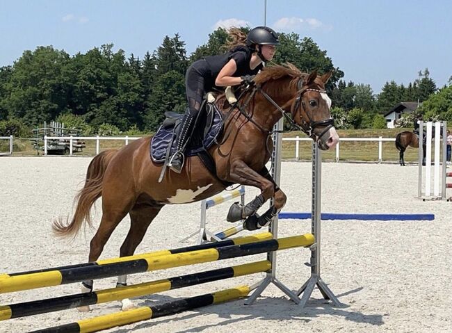 Vielseitiges Sportpony in bunter Jacke, Laura Rögner, Horses For Sale, Ansfelden, Image 3