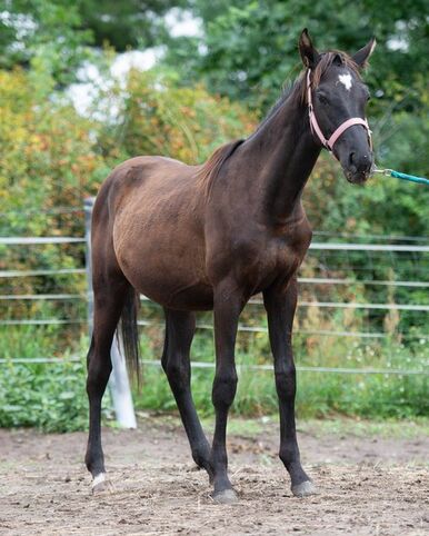 vielseitig einsetzbarer Trakehner Hengst, Kerstin Rehbehn (Pferdemarketing Ost), Horses For Sale, Nienburg, Image 2