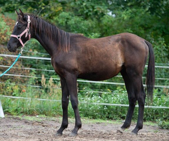 vielseitig einsetzbarer Trakehner Hengst, Kerstin Rehbehn (Pferdemarketing Ost), Horses For Sale, Nienburg