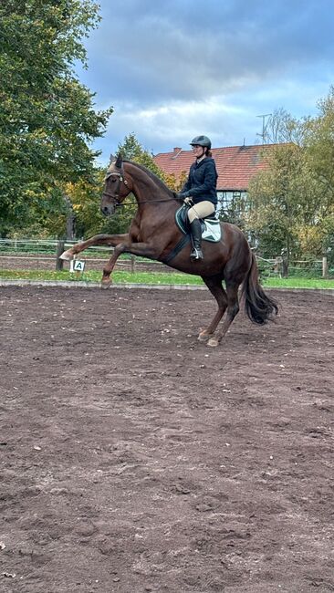 Sicher im Reitsport - Prävention und 1. Hilfe-Kurs auch für Trainer-/Kfz-Führerscheine, Mitteldeutsche Pferdeakademie Veranstaltungsort Gut Drebsdorf Südharz, Alexandra Schatz, Courses & Seminars, Südharz OT Drebsdorf