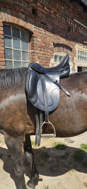 Velicea coral, Velicea  Coral , Sabine  Niemeier , Dressage Saddle, Borgentreich 