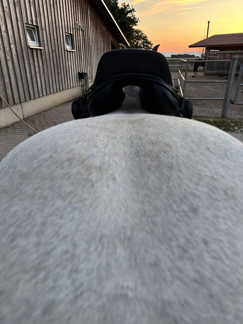 Velicea Skoli, Velicea Skoli , Gabi, Dressage Saddle, Endingen, Image 4