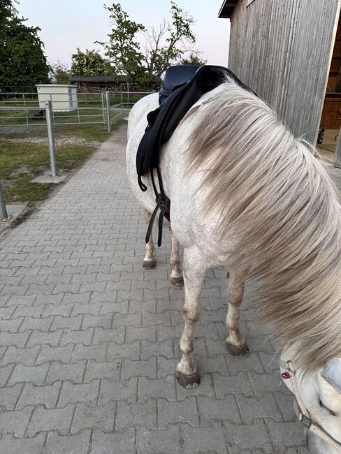 Velicea Skoli, Velicea Skoli , Gabi, Dressage Saddle, Endingen, Image 3