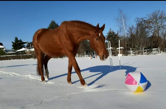 Wer schenkt dieser tollen Stute sein Herz ❤️, Tina, Horses For Sale, Döbeln, Image 13