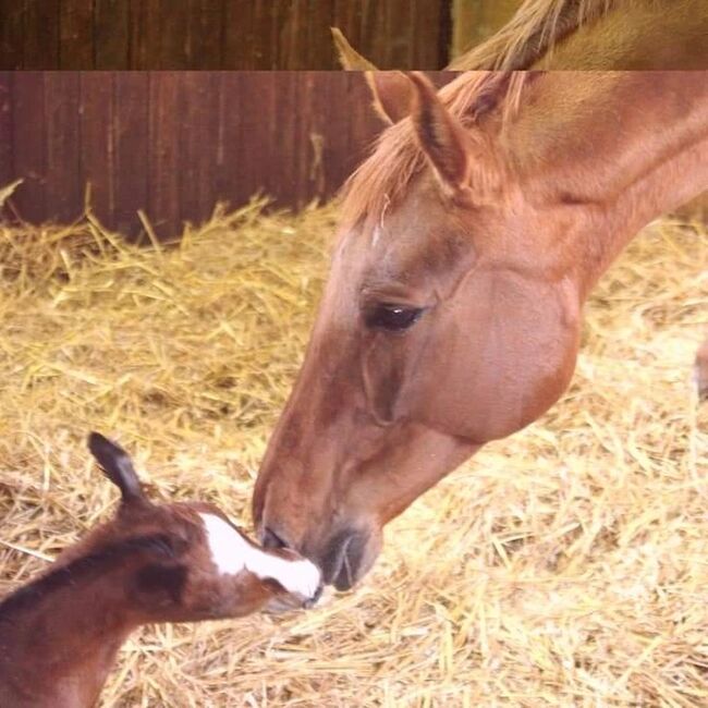 Wer schenkt dieser tollen Stute sein Herz ❤️, Tina, Horses For Sale, Döbeln, Image 4