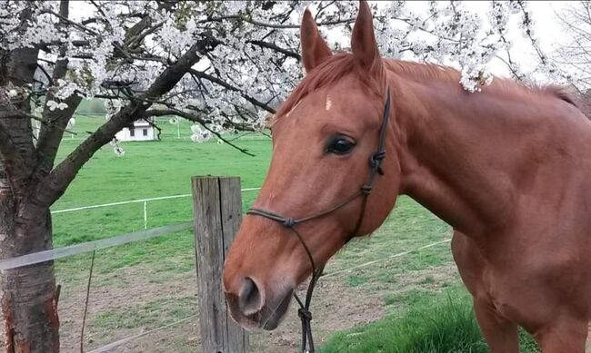 Wer schenkt dieser tollen Stute sein Herz ❤️, Tina, Horses For Sale, Döbeln