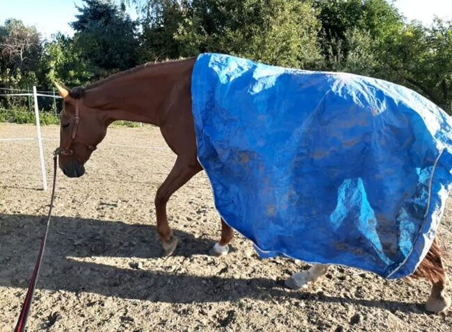 Wer schenkt dieser tollen Stute sein Herz ❤️, Tina, Horses For Sale, Döbeln, Image 11