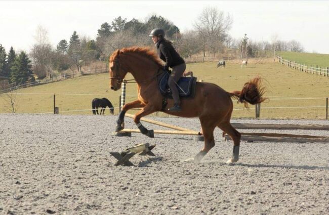 Wer schenkt dieser tollen Stute sein Herz ❤️, Tina, Horses For Sale, Döbeln, Image 14