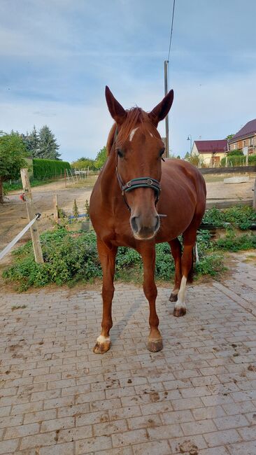 Wer schenkt dieser tollen Stute sein Herz ❤️, Tina, Horses For Sale, Döbeln, Image 9