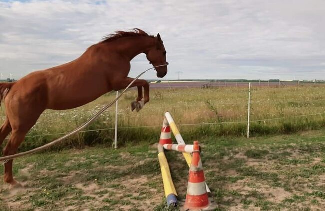 Wer schenkt dieser tollen Stute sein Herz ❤️, Tina, Horses For Sale, Döbeln, Image 12