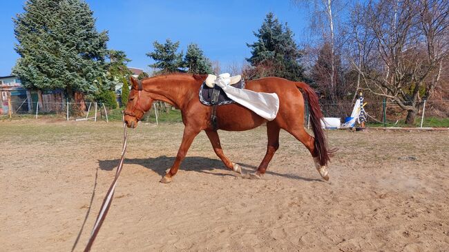 Wer schenkt dieser tollen Stute sein Herz ❤️, Tina, Horses For Sale, Döbeln, Image 2