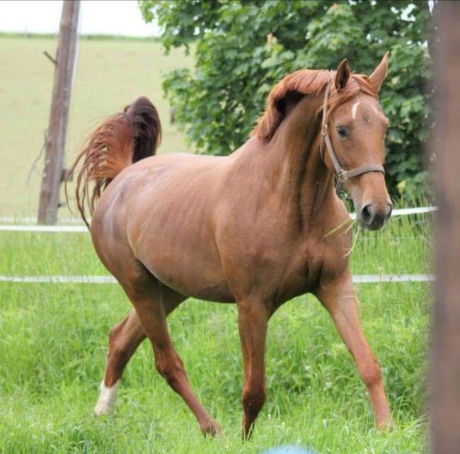 Wer schenkt dieser tollen Stute sein Herz ❤️, Tina, Horses For Sale, Döbeln, Image 15