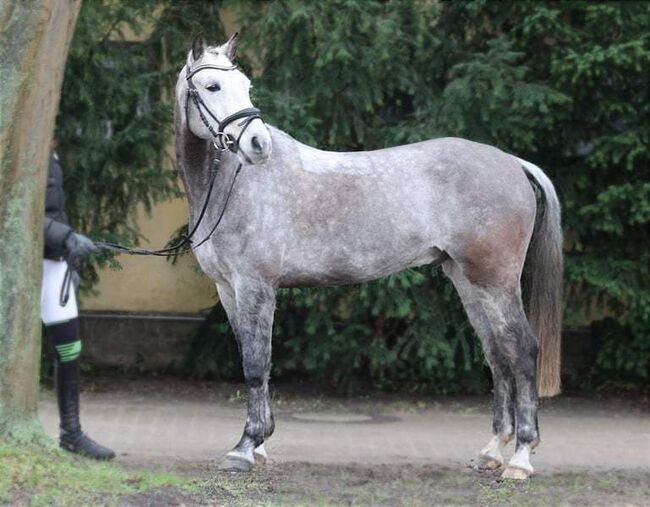 Amazing - ein echter Allrounder der in allen Sparten Spaß macht, Pferdevermittlung Leus (Pferdevermittlung Leus ), Horses For Sale, Filsum, Image 4