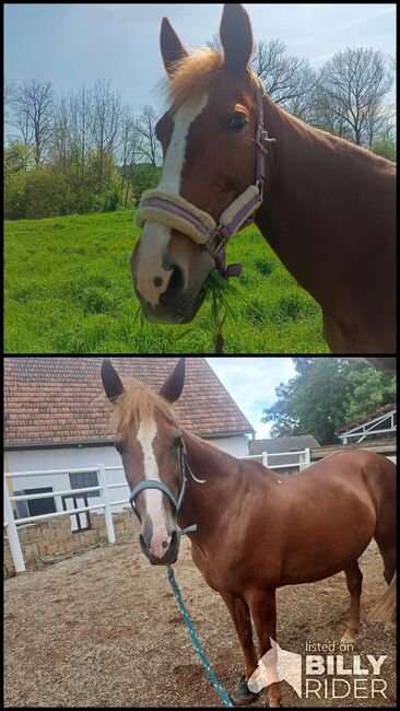 Verkaufe 11 jähriges Pony, Amélie Schalkhammer , Pferd kaufen, Langenschönbichl, Abbildung 3