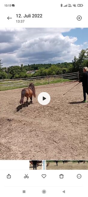 Verkaufe 2 Ponystuten, Brigitte Schermann, Pferd kaufen, pilgersdorf, Abbildung 3