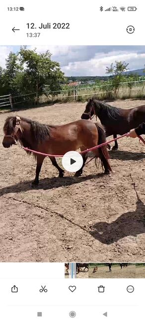 Verkaufe 2 Ponystuten, Brigitte Schermann, Pferd kaufen, pilgersdorf, Abbildung 4