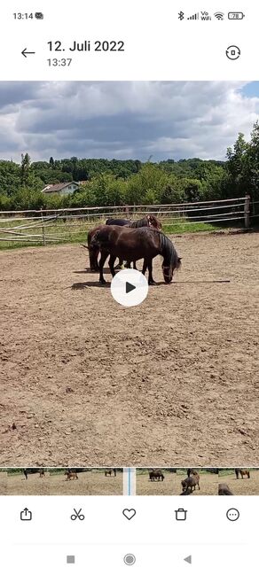 Verkaufe 2 Ponystuten, Brigitte Schermann, Pferd kaufen, pilgersdorf