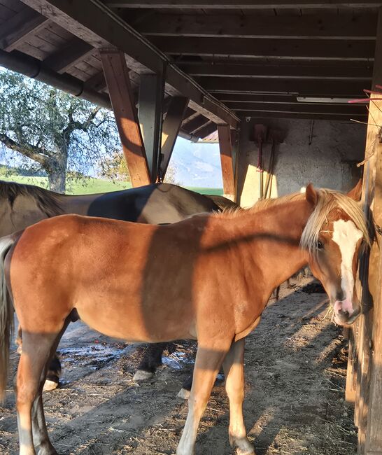 Verkaufe Araber- Haflinger Hengst mit Dressur und Sprungpotential, Melanie Taferner , Pferd kaufen, St. Michael ob Bleiburg 