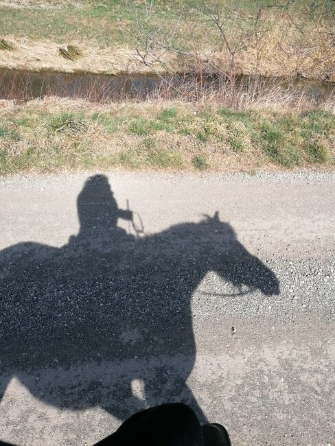 Verkaufe haflinger stute, Nicole , Pferd kaufen, Böheimkirchen, Abbildung 5