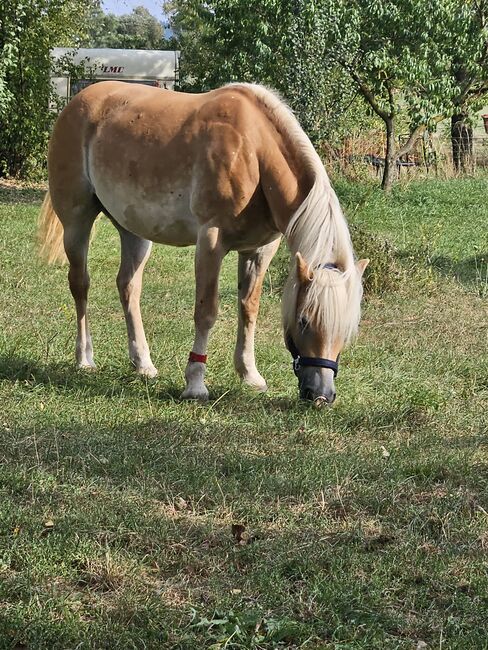 Verkaufe haflinger stute, Nicole , Pferd kaufen, Böheimkirchen, Abbildung 19