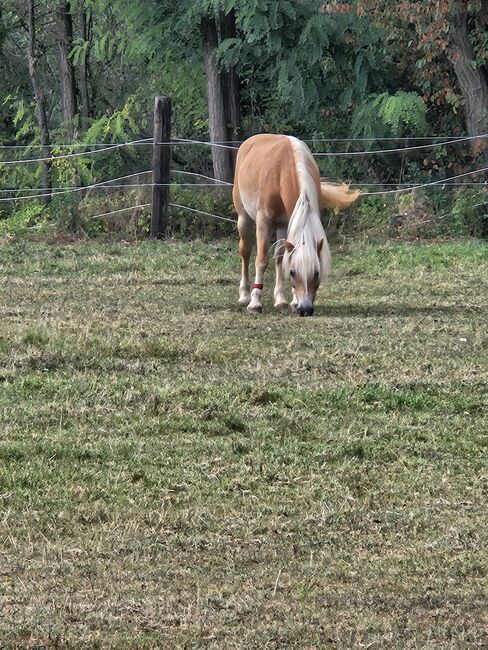 Verkaufe haflinger stute, Nicole , Pferd kaufen, Böheimkirchen, Abbildung 17