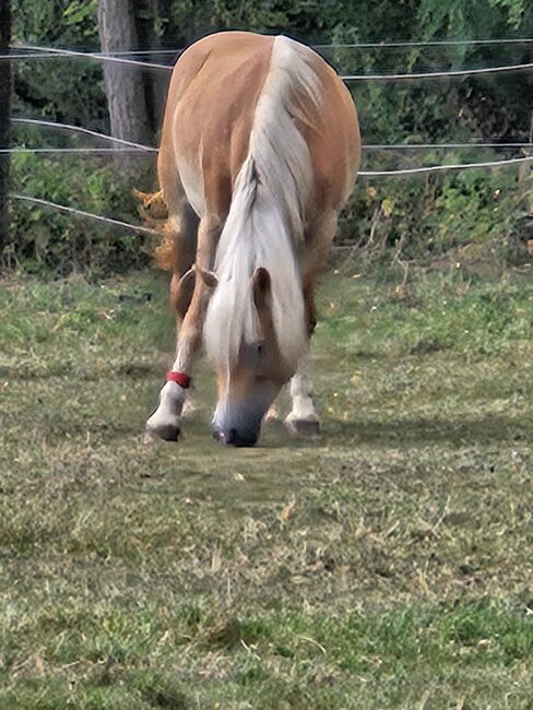 Verkaufe haflinger stute, Nicole , Pferd kaufen, Böheimkirchen, Abbildung 16