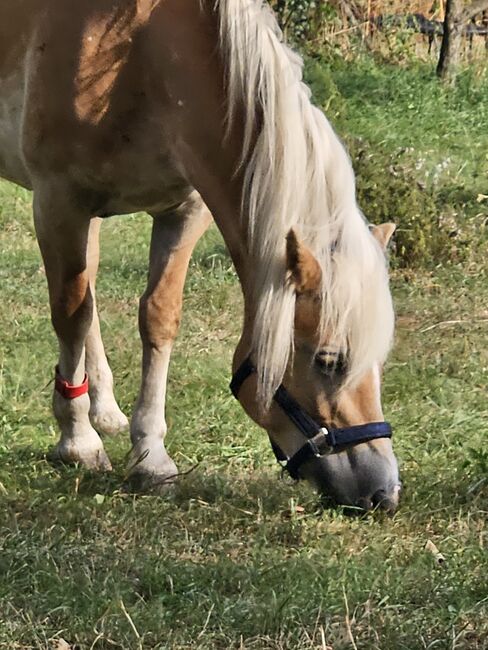 Verkaufe haflinger stute, Nicole , Pferd kaufen, Böheimkirchen, Abbildung 21