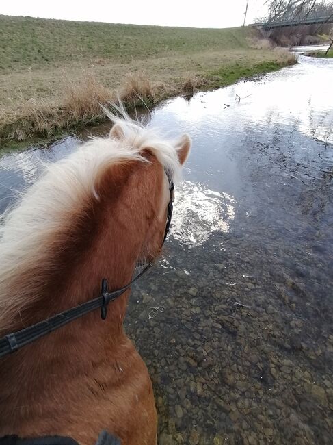 Verkaufe haflinger stute, Nicole , Pferd kaufen, Böheimkirchen, Abbildung 8