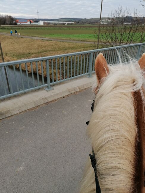 Verkaufe haflinger stute, Nicole , Pferd kaufen, Böheimkirchen, Abbildung 2