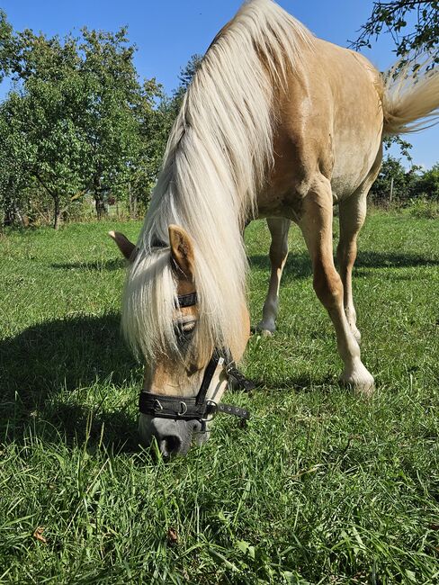 Verkaufe haflinger stute, Nicole , Pferd kaufen, Böheimkirchen, Abbildung 15