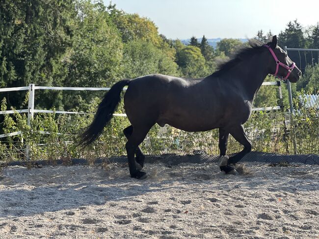 Verkaufe Painthorse -WB Wallach, Natalie , Pferd kaufen, Pappelleiten