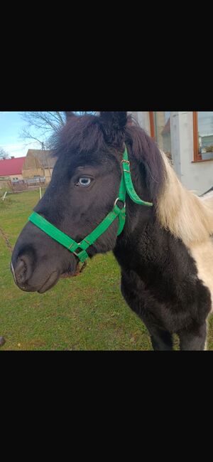 Verkaufe Pony Gespann, Leony , Pferd kaufen, Büchenbeuren, Abbildung 4