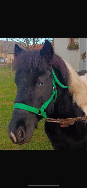 Verkaufe Pony Gespann, Leony , Pferd kaufen, Büchenbeuren