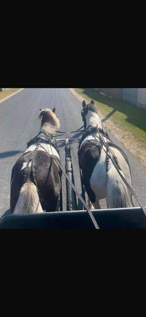 Verkaufe Pony Gespann, Leony , Pferd kaufen, Büchenbeuren, Abbildung 2