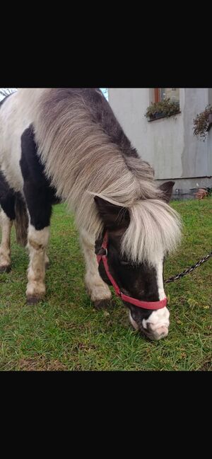 Verkaufe Pony Gespann, Leony , Pferd kaufen, Büchenbeuren, Abbildung 11