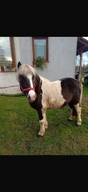 Verkaufe Pony Gespann, Leony , Pferd kaufen, Büchenbeuren, Abbildung 7