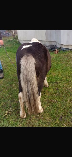 Verkaufe Pony Gespann, Leony , Pferd kaufen, Büchenbeuren, Abbildung 10