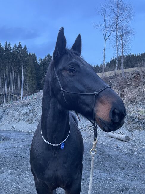 Verkaufe Schweren Herzens meine Stute, Jasmin , Pferd kaufen, Breitenau , Abbildung 7