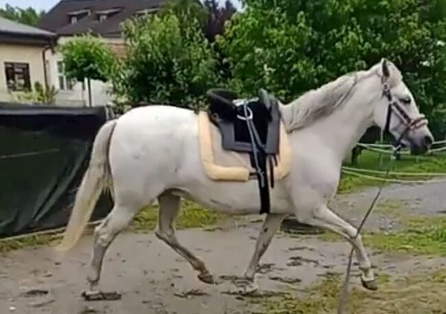 Verkaufe spanische Stute, Gabi, Pferd kaufen, Lustenau