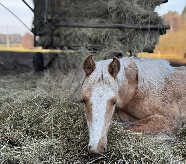 Verkaufe Stute Mai 25, Privat , Pferd kaufen, Münzenberg 