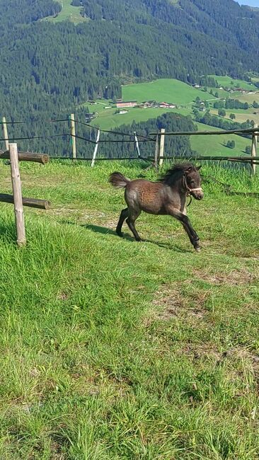 Verkaufe superliebe hübsche Ponystutfohlen, Sandra Kostenzer, Pferd kaufen, Alpbach